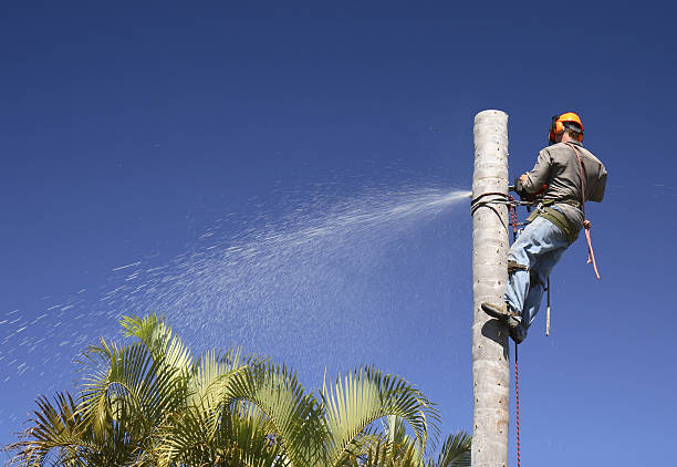 Best Commercial Tree Removal  in Upper Brookville, NY