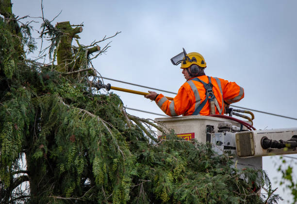 How Our Tree Care Process Works  in  Upper Brookville, NY