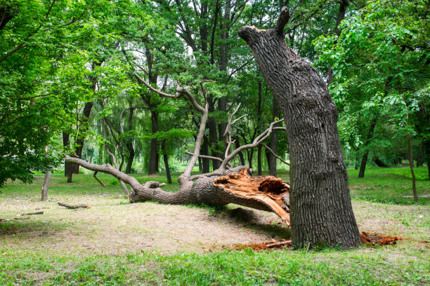 Best Residential Tree Removal  in Upper Brookville, NY