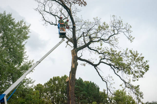 Best Root Management and Removal  in Upper Brookville, NY