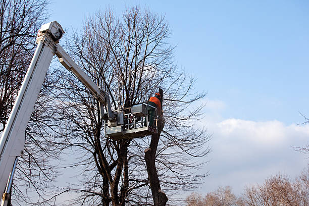 Tree and Shrub Care in Upper Brookville, NY