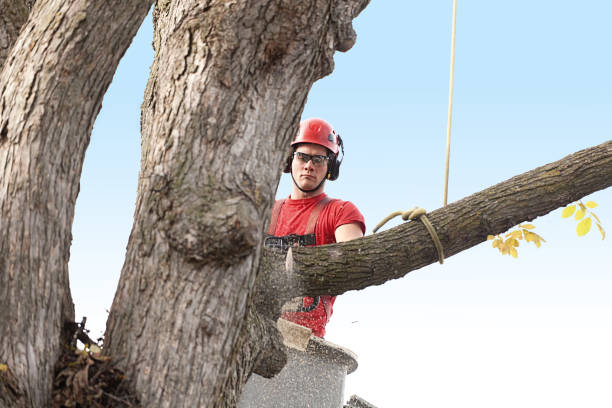 Professional Tree Removal Services in Upper Brookville, NY