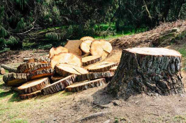 Best Emergency Tree Removal  in Upper Brookville, NY